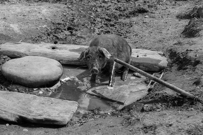 Impediments to enjoyment of Human Right to Water: 'Accessibility' Norm - Unhygienic conditions at a rural drinking water source in East Siang district, Arunachal Pradesh